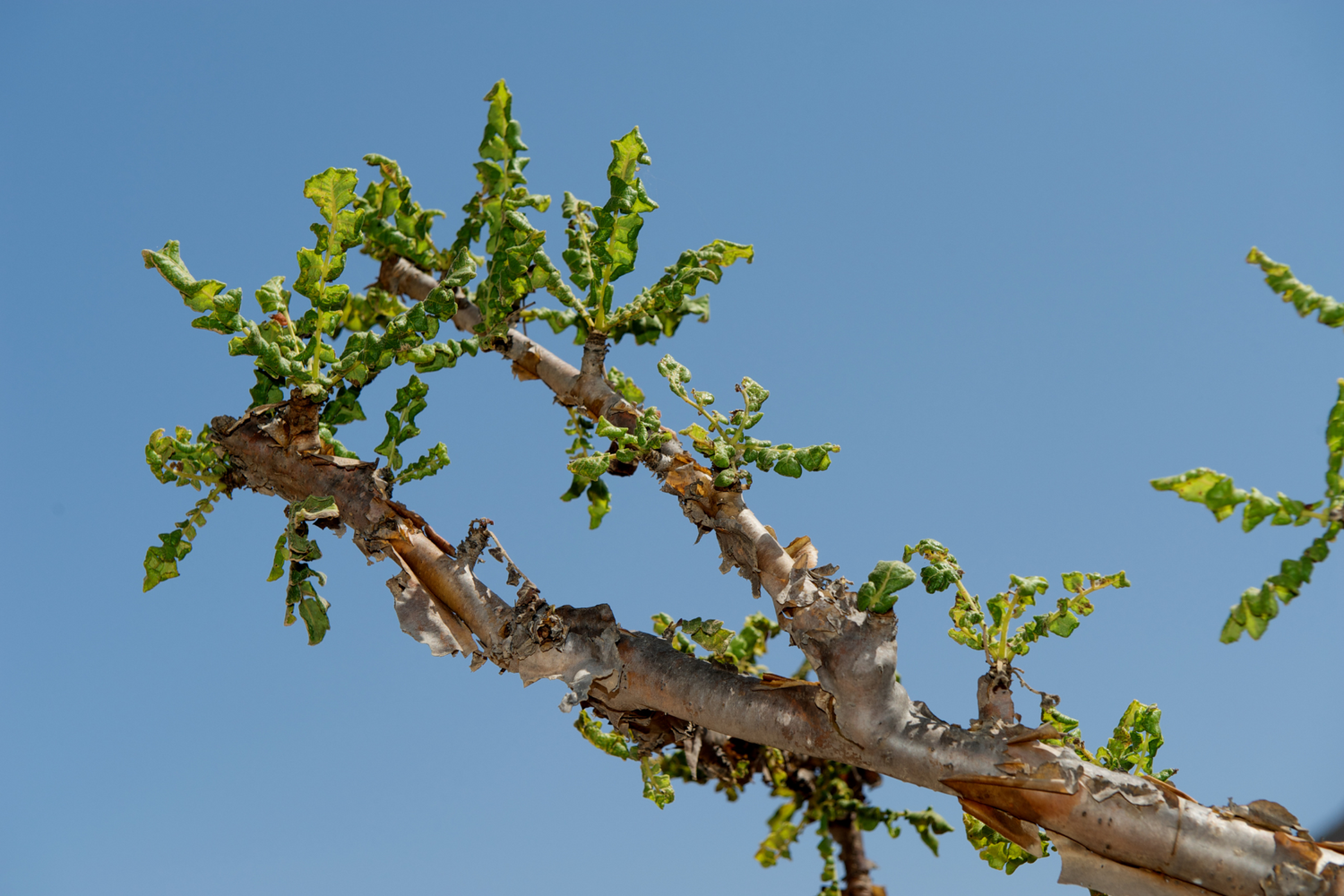 Frankincense tree branch