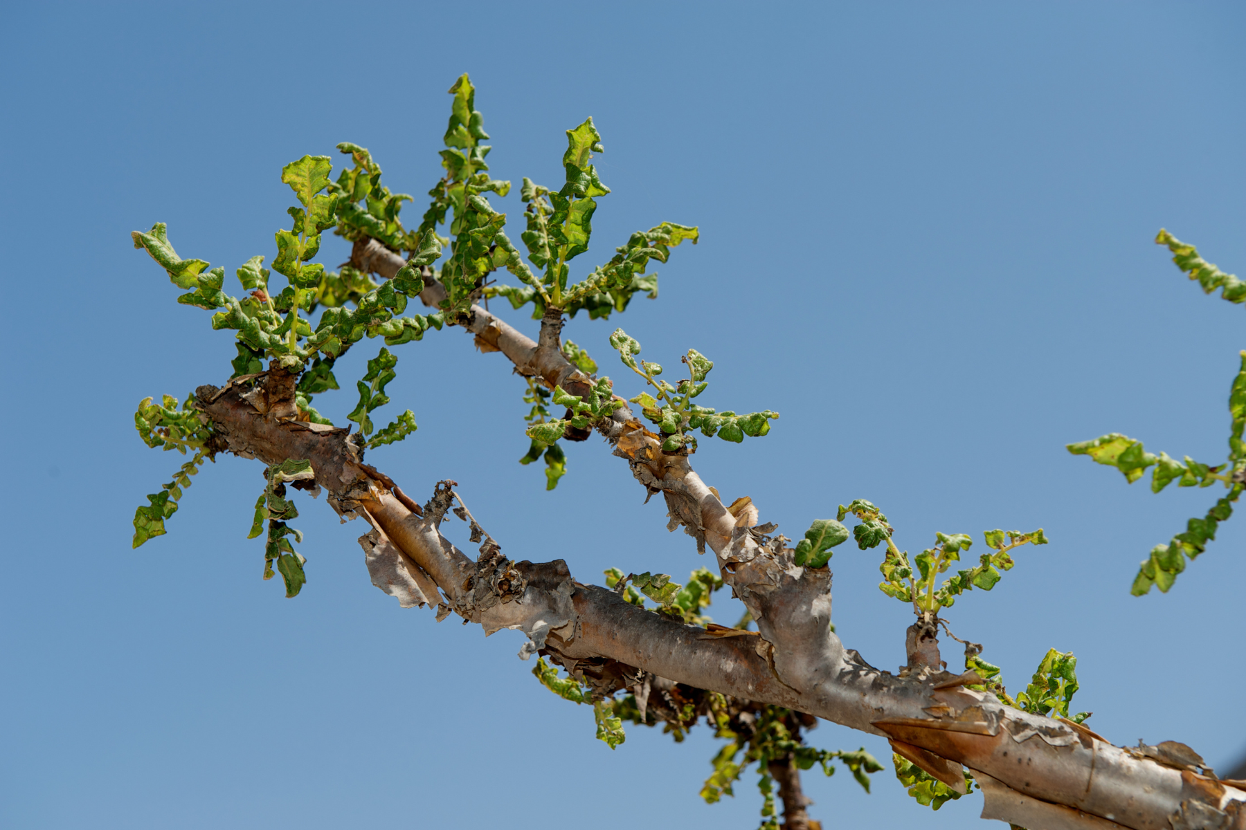 3 Amazing Frankincense Oil Benefits for Skin and Health