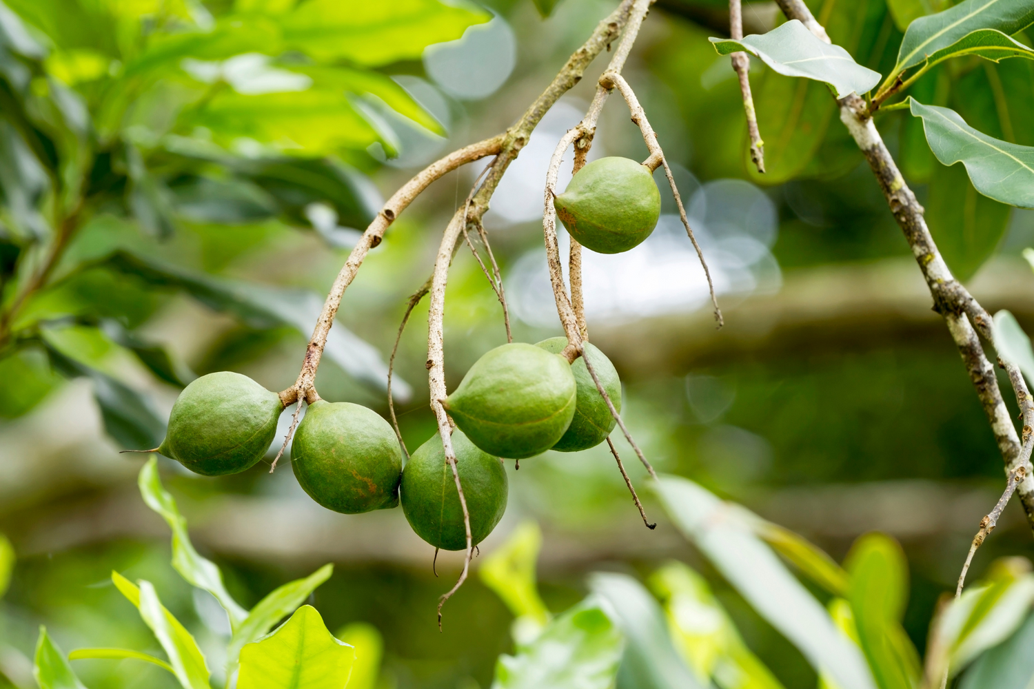 3 Amazing Macadamia Oil Benefits for Skin and Health