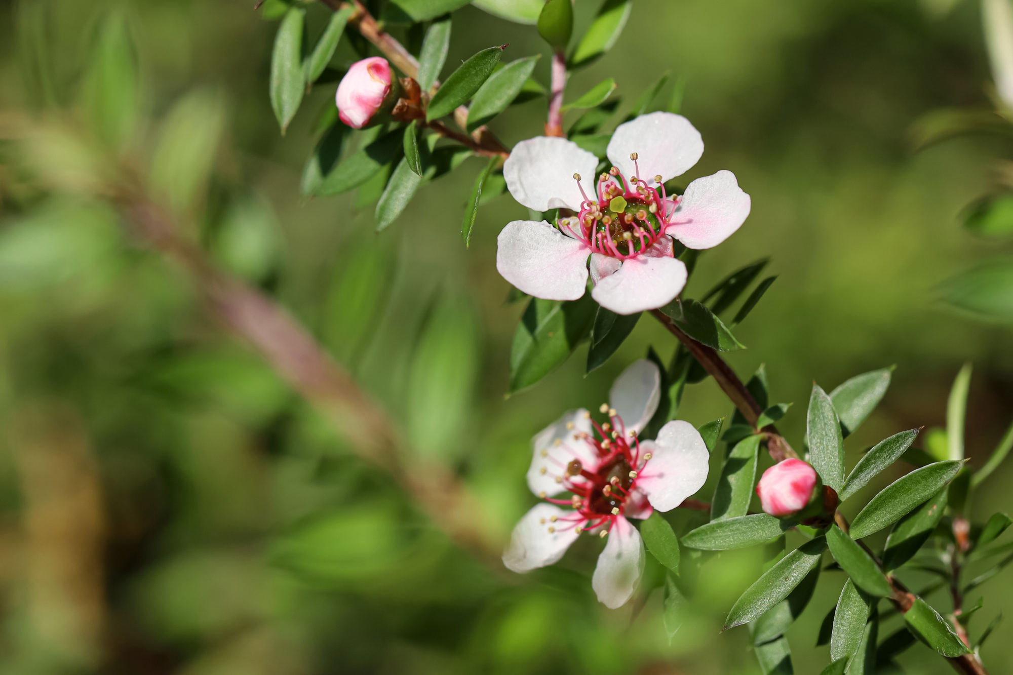 Manuka flower